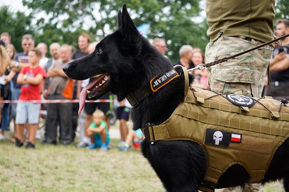 Dingo Gear – taktikai hám kutyáknak MOLLE rendszerrel