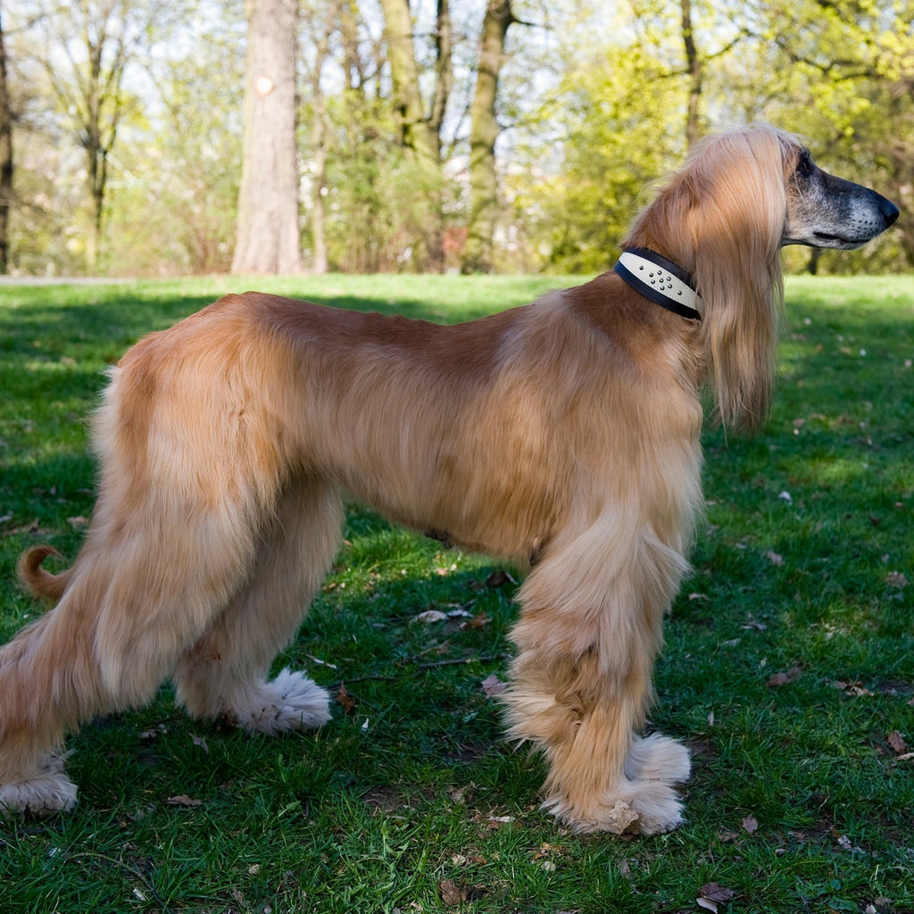 Bőrből készült nyakörv agárnak, whippetnek, puha