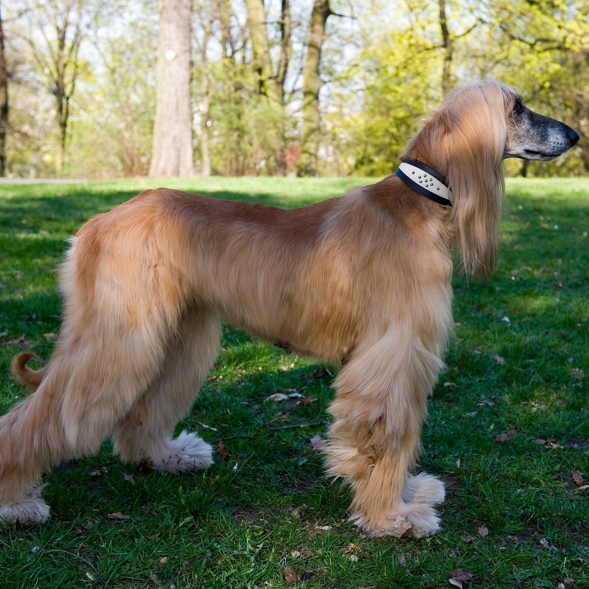 Zgardă din piele pentru ogar, whippet soft