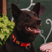 Energy Dog Collar