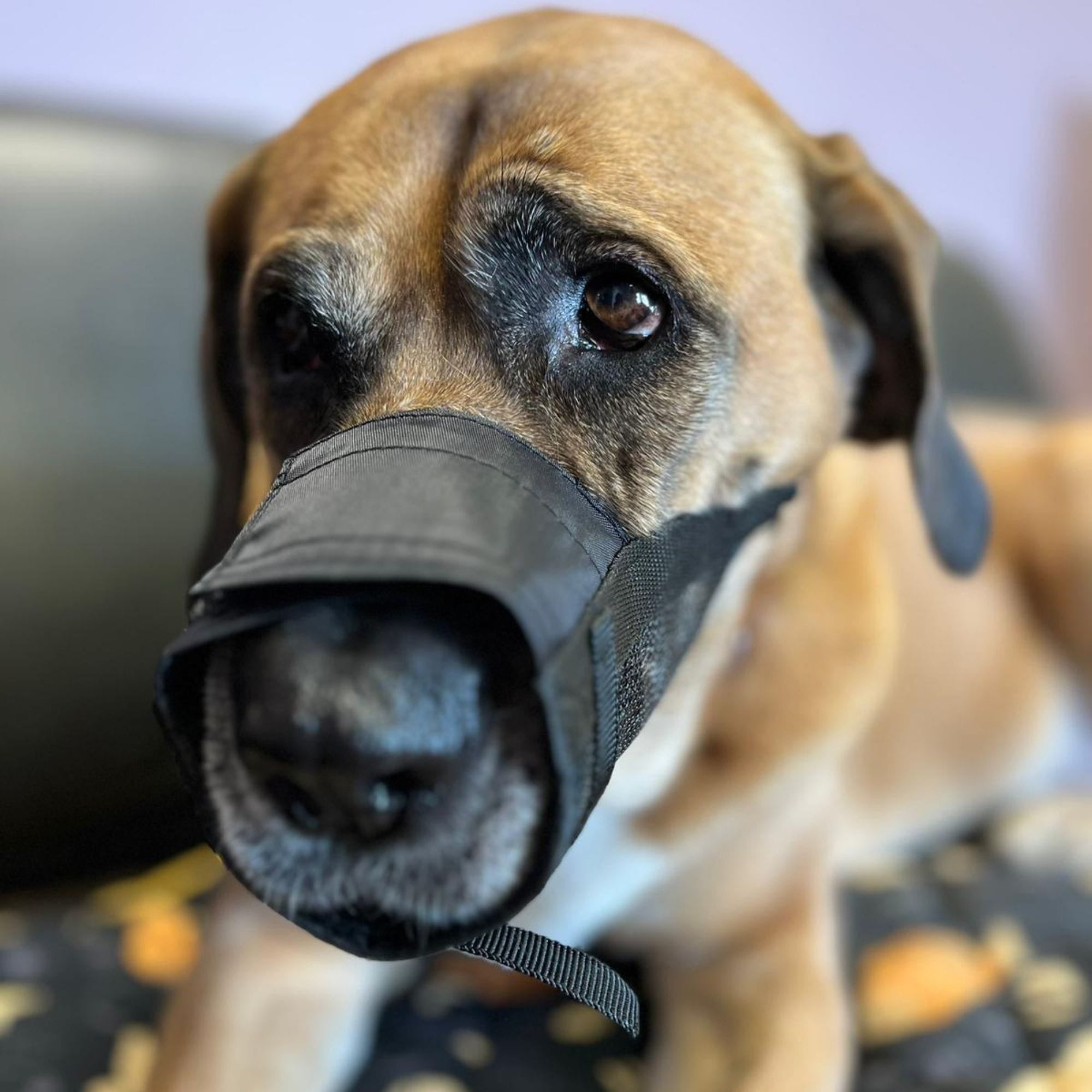 Botniță din nylon pentru câini