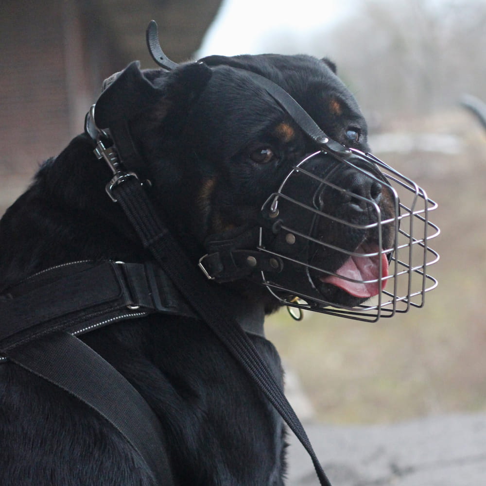 Dingo Gear – Botniță metalică întărită pentru Rottweiler