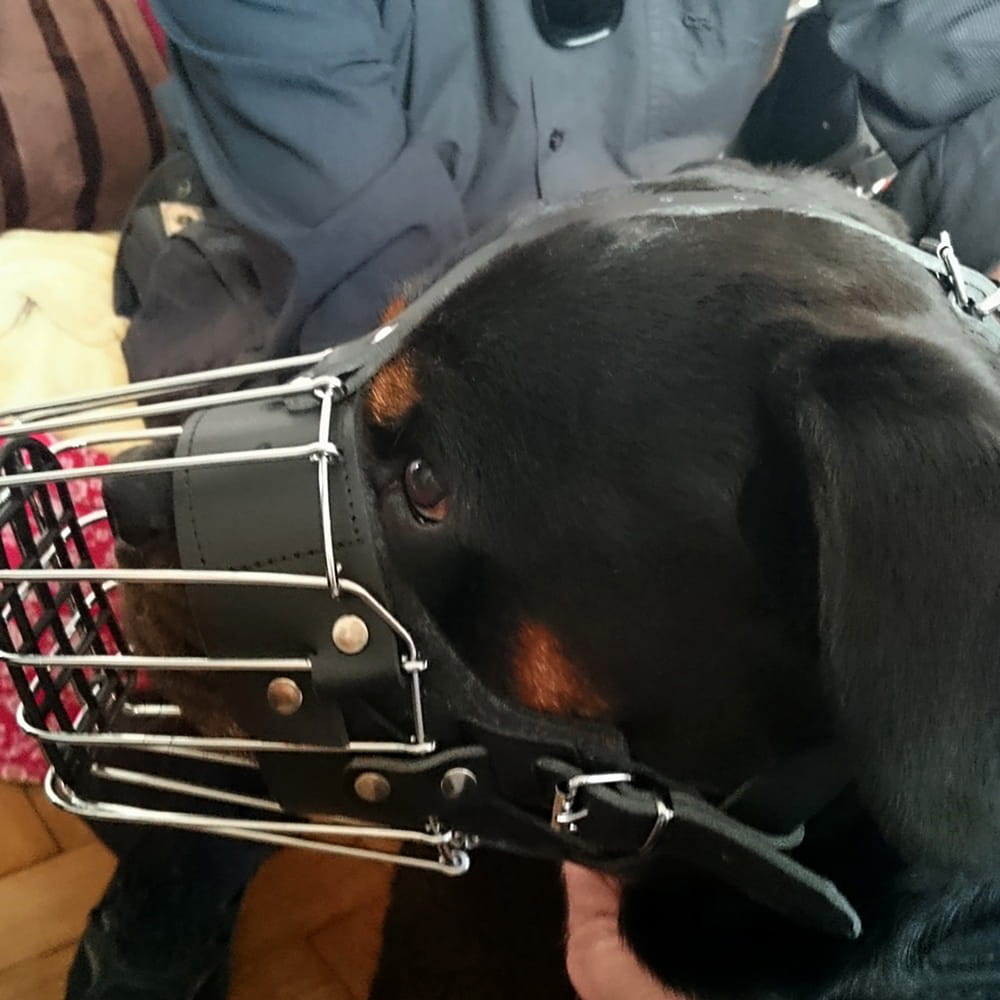 Dingo Gear – Botniță metalică întărită pentru Rottweiler