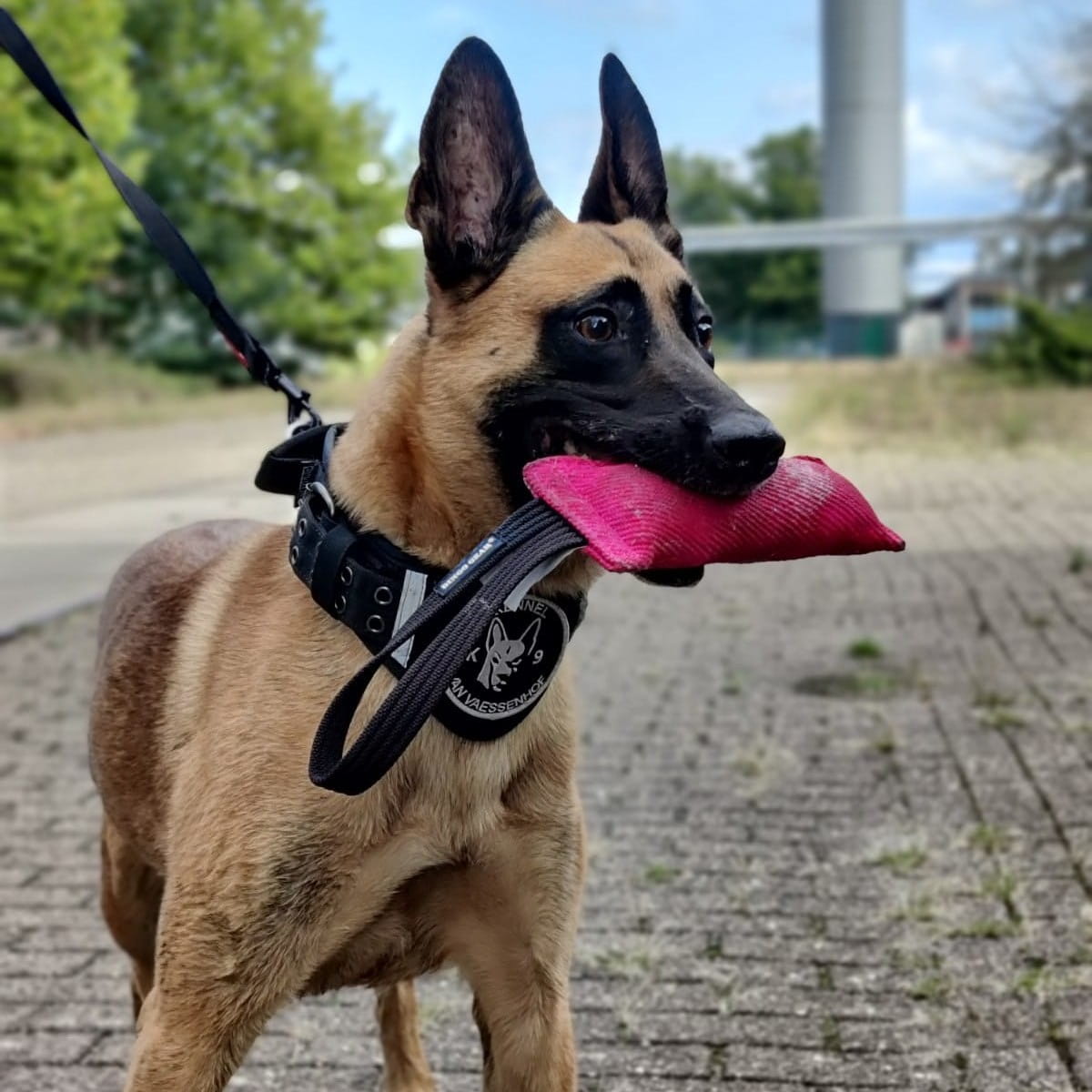 Dingo Gear – Nylcot húzójáték kutyáknak, egy fogantyúval