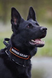 Dingo Gear – Zgardă tactică COBRA cu mâner, maro coyote și negru