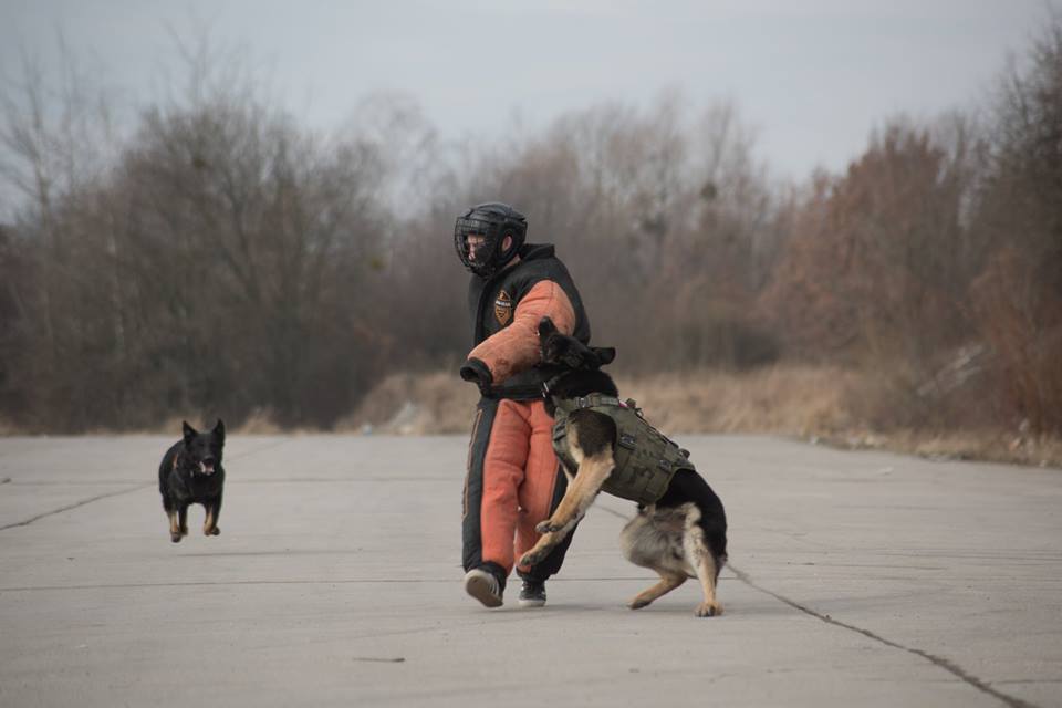 Dingo Gear – Costum de protecție completă pentru mușcătură (full bite)