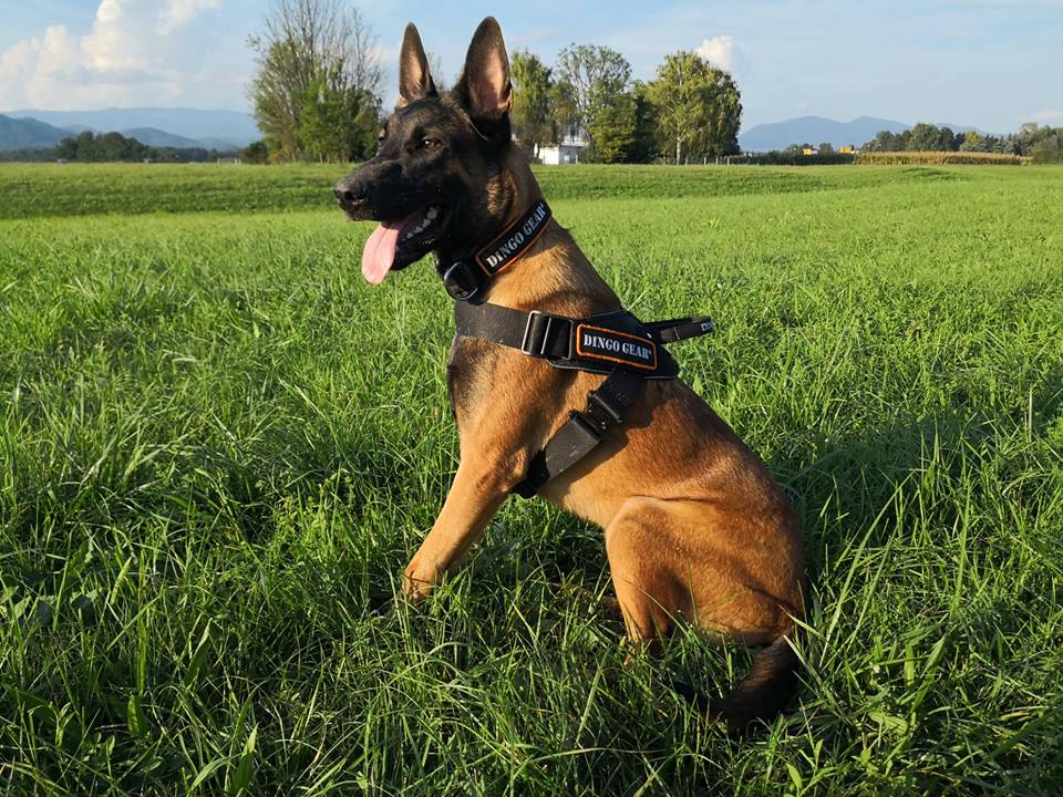 Dingo Gear – ham de lucru cu sistem COBRA