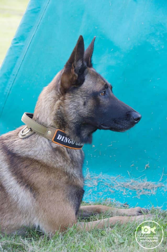 Dingo Gear – Zgardă tactică COBRA cu mâner, maro coyote și negru
