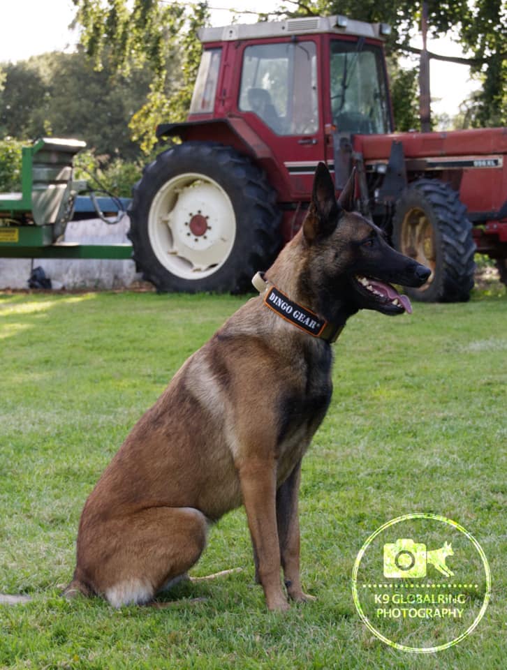 Dingo Gear – Zgardă tactică COBRA cu mâner, maro coyote și negru