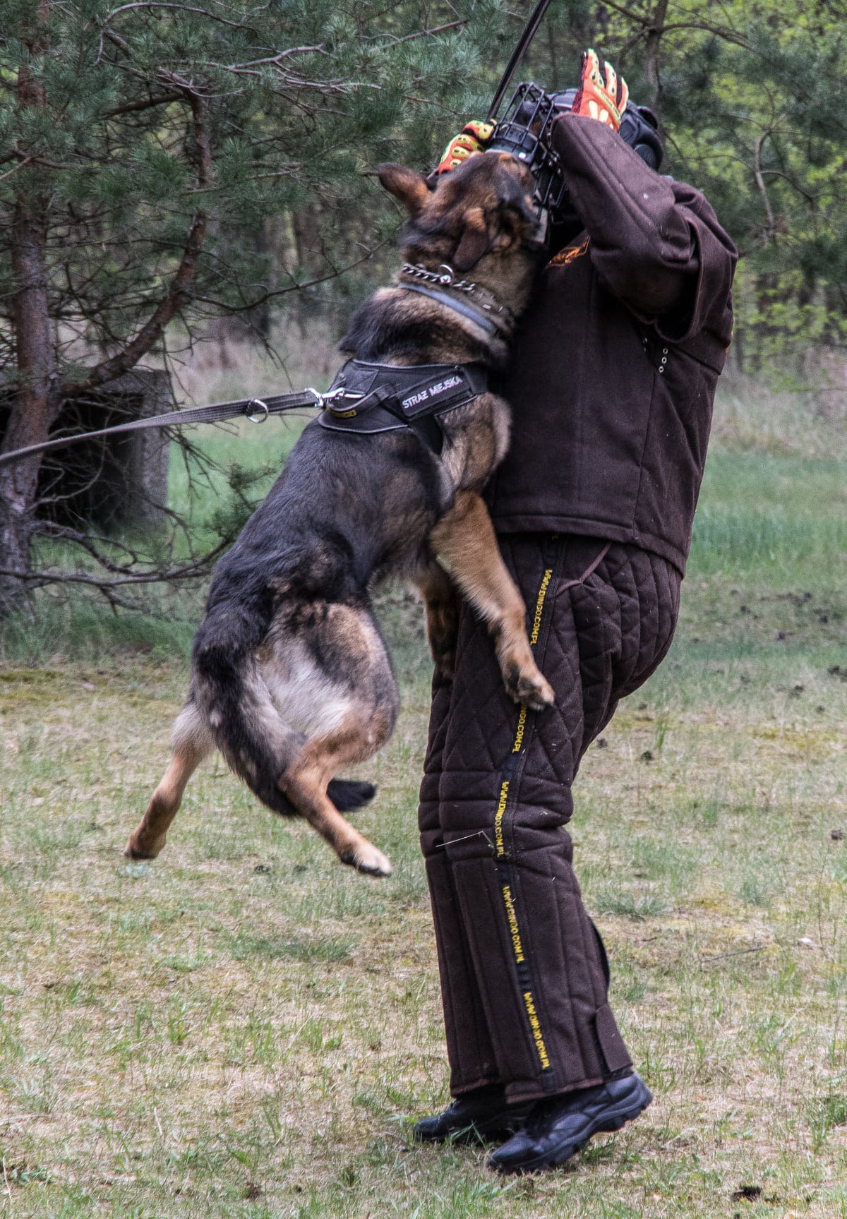 Dingo Gear – Pantaloni de dresaj ușori din piele ecologică