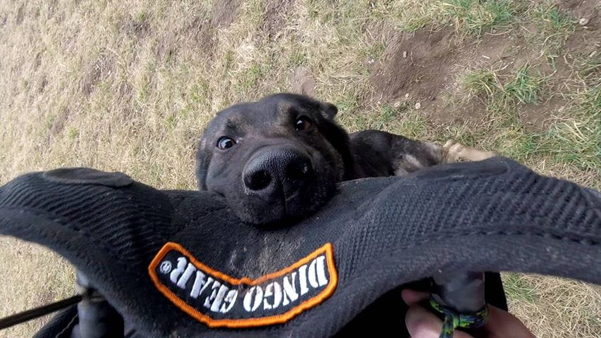 Dingo Gear – Pernă de mușcătură din Nylcot pentru pui