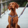 Ham GUARD Winnetou