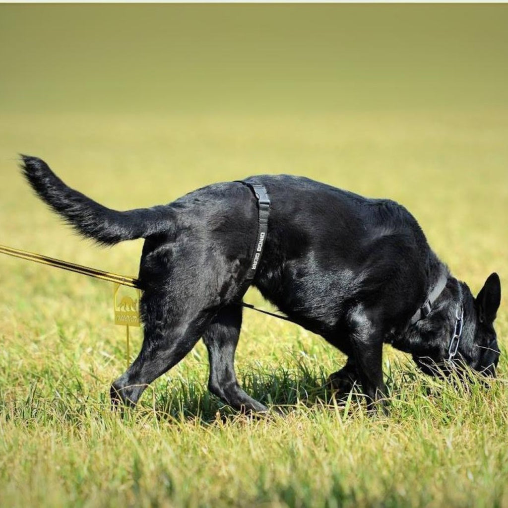 Dingo Gear – TRACY nyomkövető hám, fekete