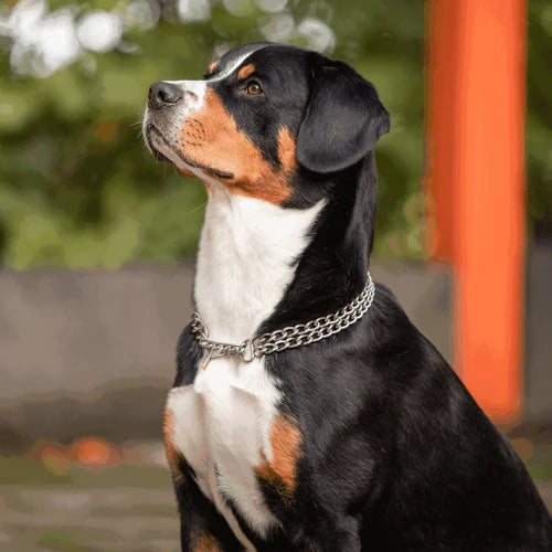 Zgardă Martingale cu două rânduri – Oțel inoxidabil mat, 3,0 mm