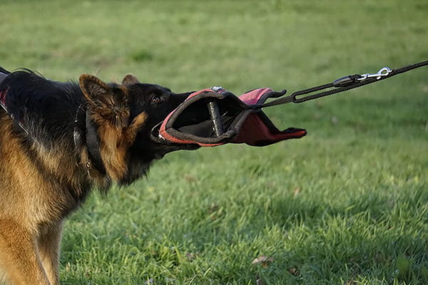 Dingo Gear – Pernă de mușcătură din Nylcot cu două mânere