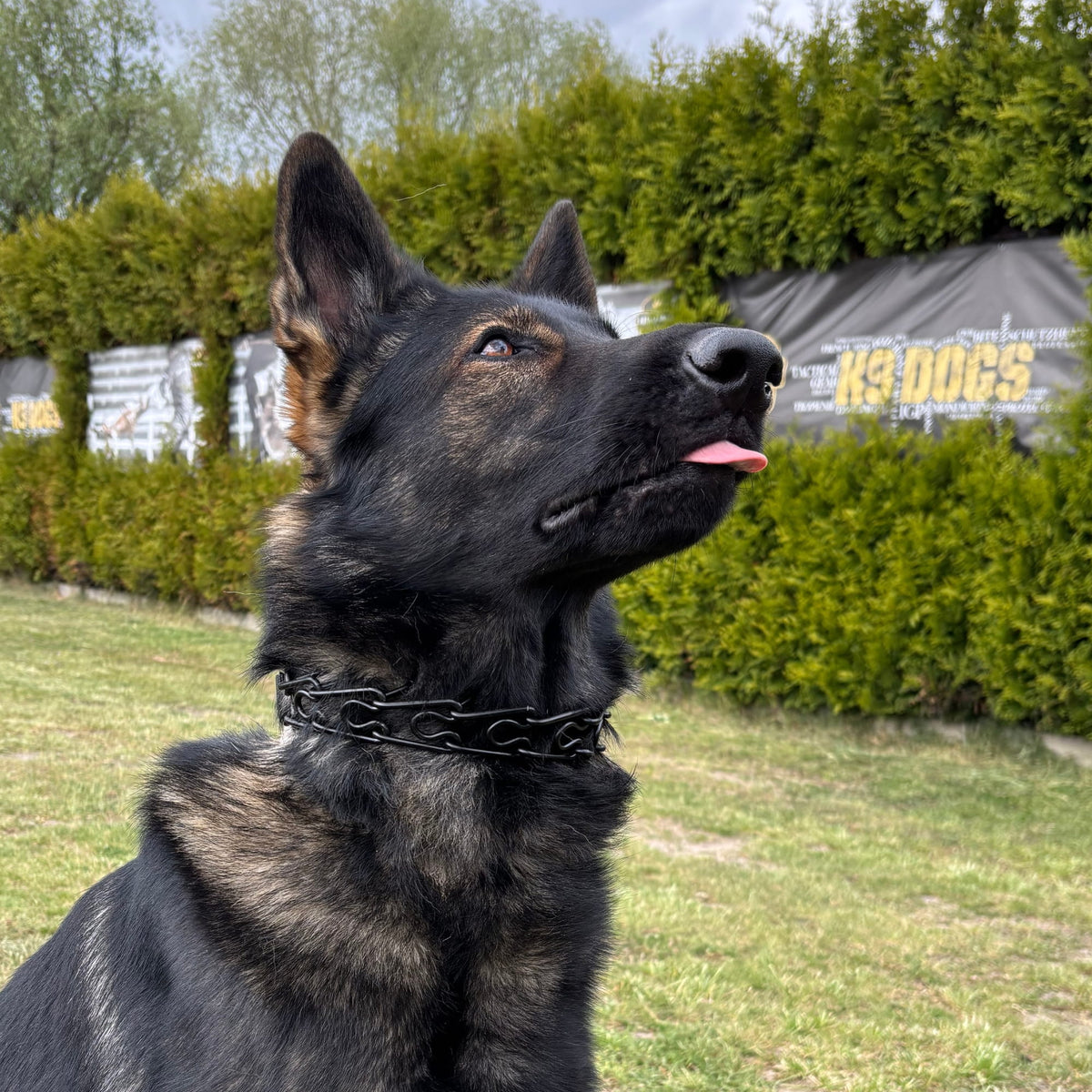 Dingo Gear – Zgardă cu țepi rotunjiți, neagră