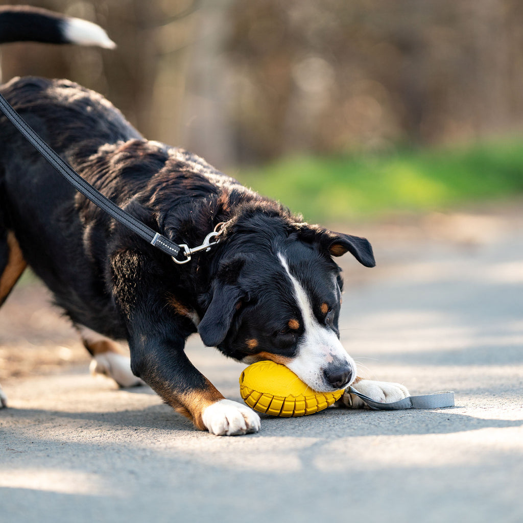 Sprenger FRUIT CHALLENGE „Mangó” kutyajáték