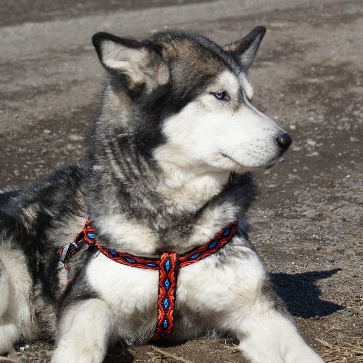 Ham pentru câini WINNETOU