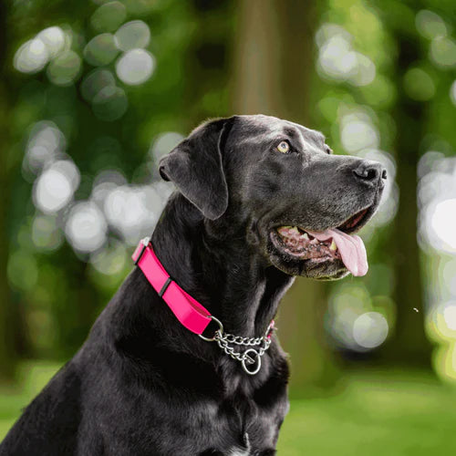 BioThane® Adjustable Martingale Collar 40–65 cm