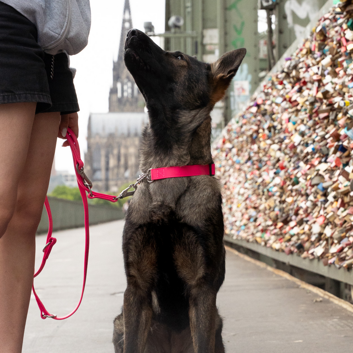 BioThane® Adjustable Martingale Collar 40–65 cm