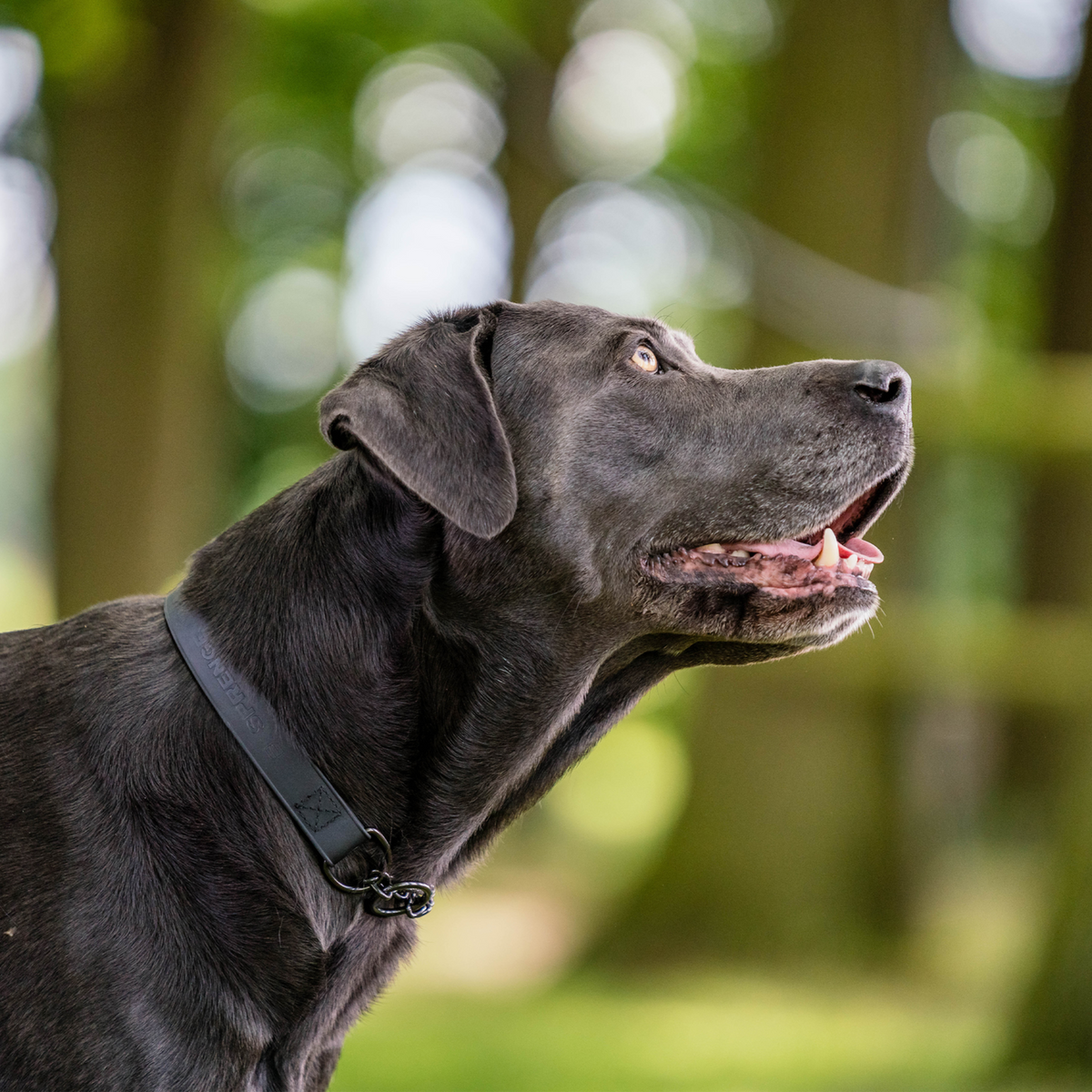 BioThane® Adjustable Martingale Collar 40–65 cm
