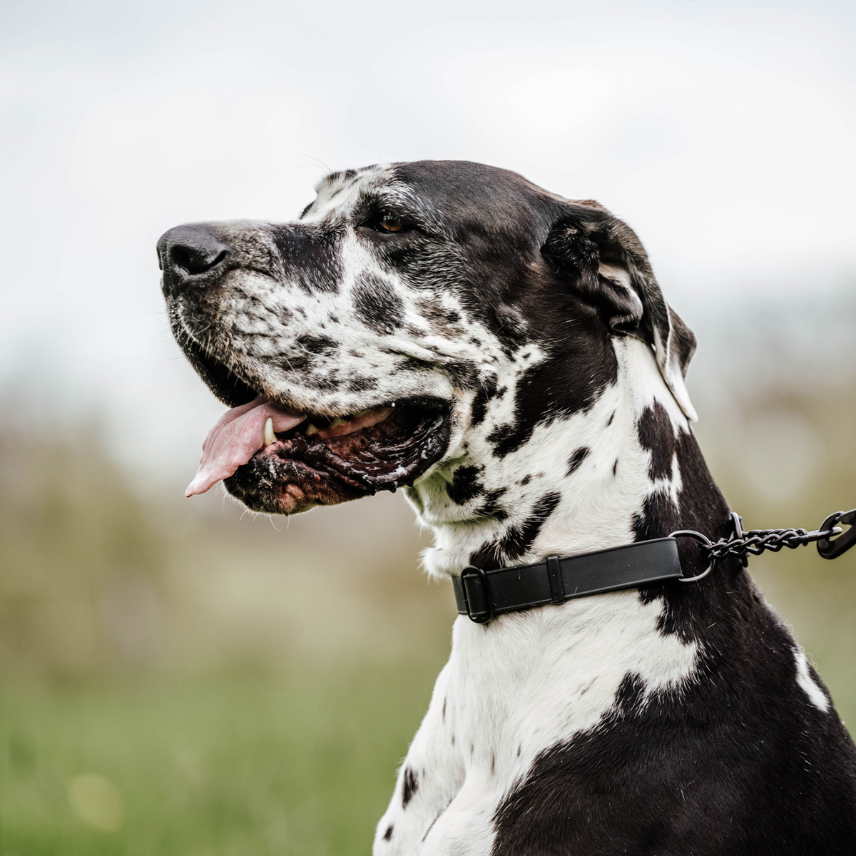 BioThane® Adjustable Martingale Collar 40–65 cm