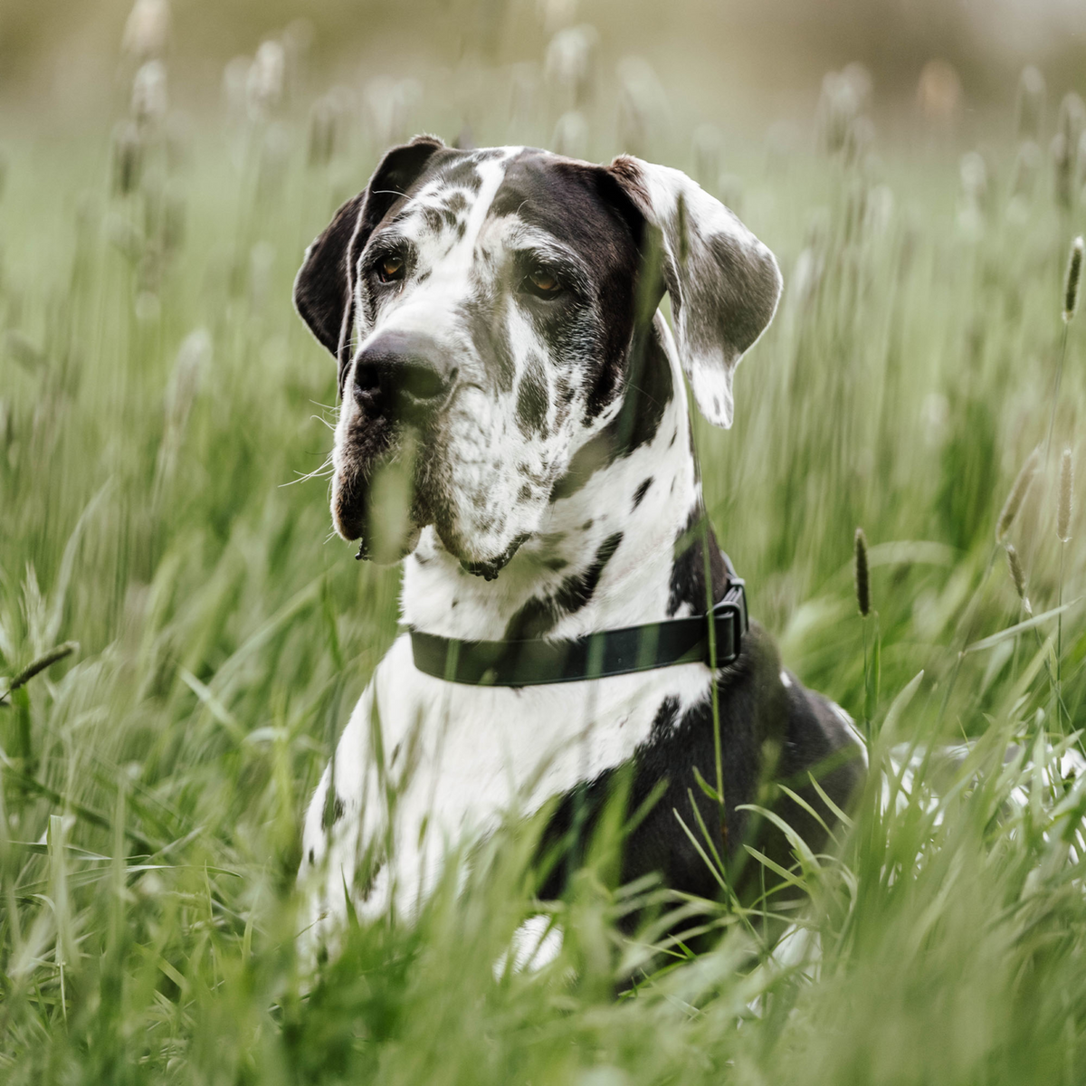 BioThane® Adjustable Martingale Collar 40–65 cm
