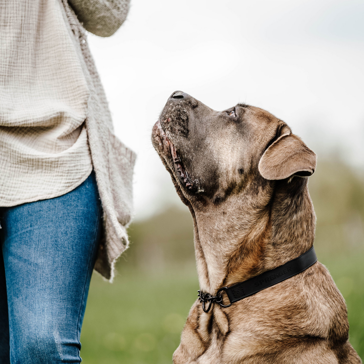 BioThane® Adjustable Martingale Collar 40–65 cm