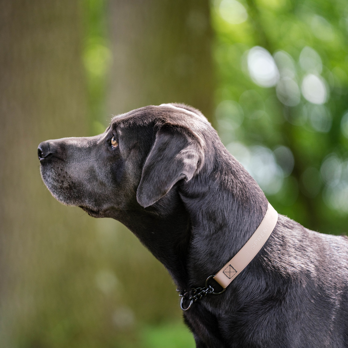 BioThane® Adjustable Martingale Collar 40–65 cm