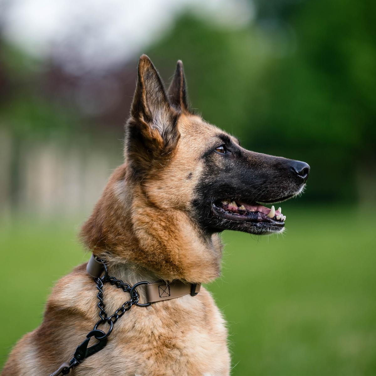 BioThane® Adjustable Martingale Collar 40–65 cm