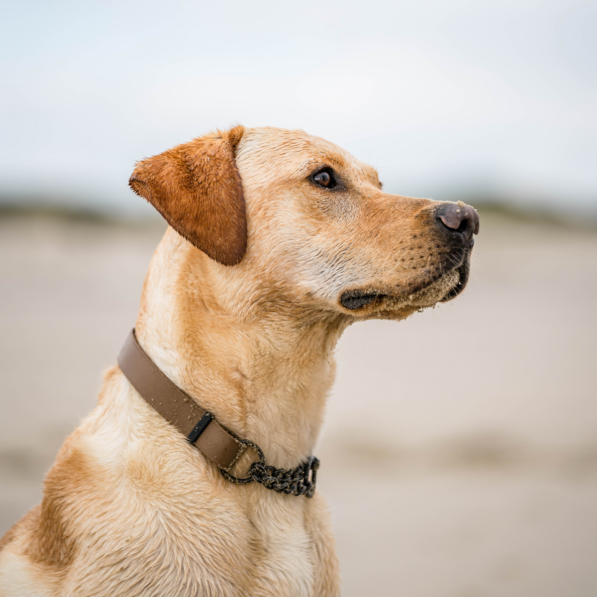BioThane® Adjustable Martingale Collar 40–65 cm