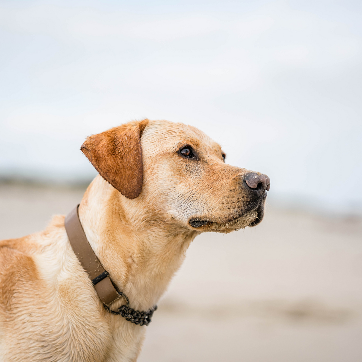 BioThane® Adjustable Martingale Collar 40–65 cm