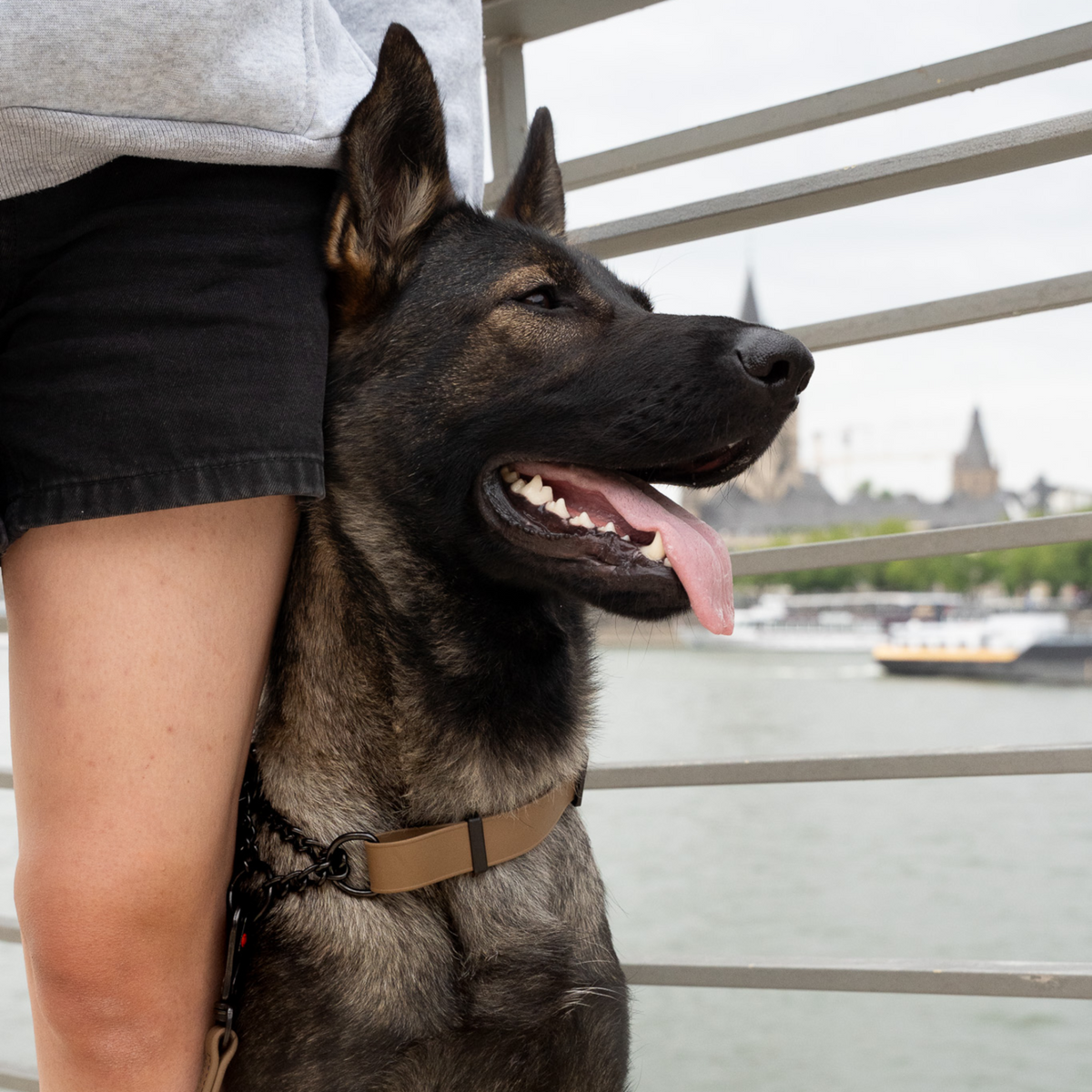 BioThane® Adjustable Martingale Collar 40–65 cm