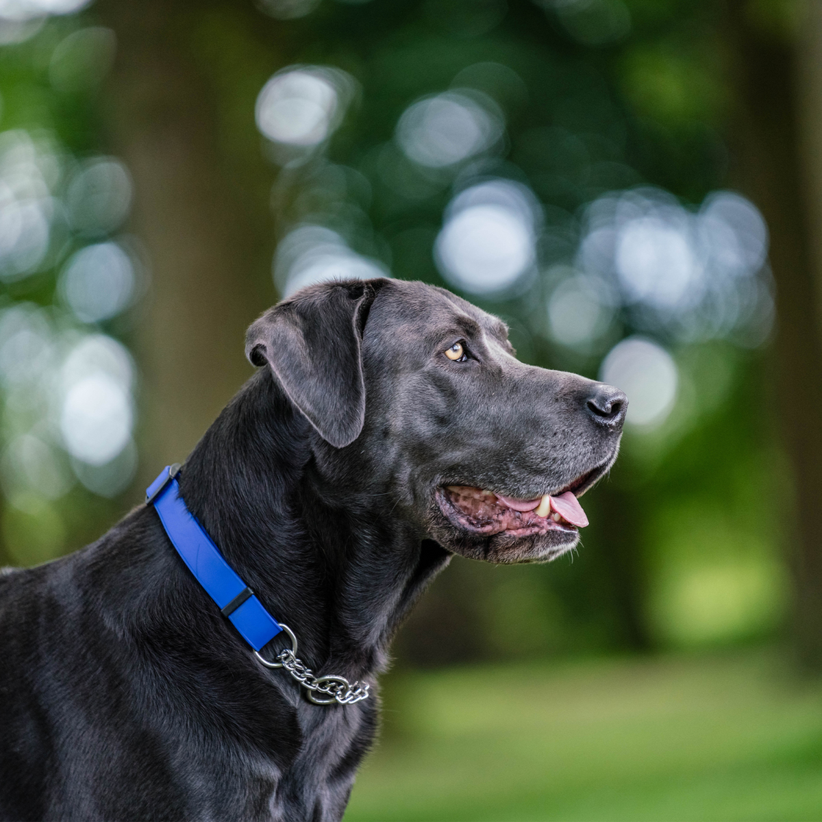 BioThane® Adjustable Martingale Collar 40–65 cm