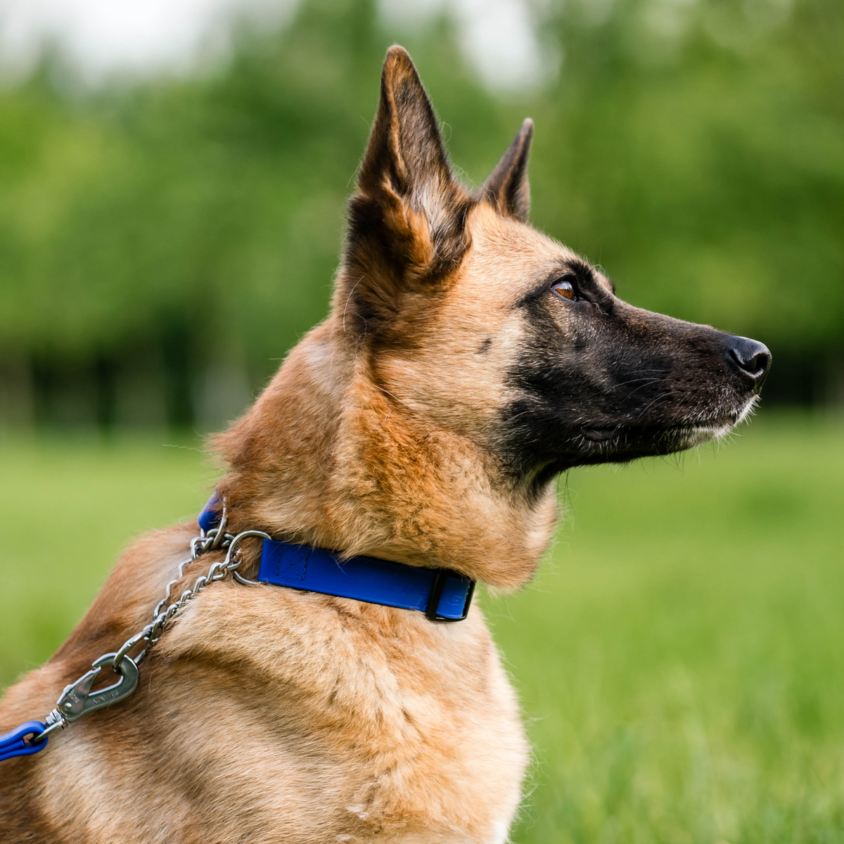 BioThane® Adjustable Martingale Collar 40–65 cm