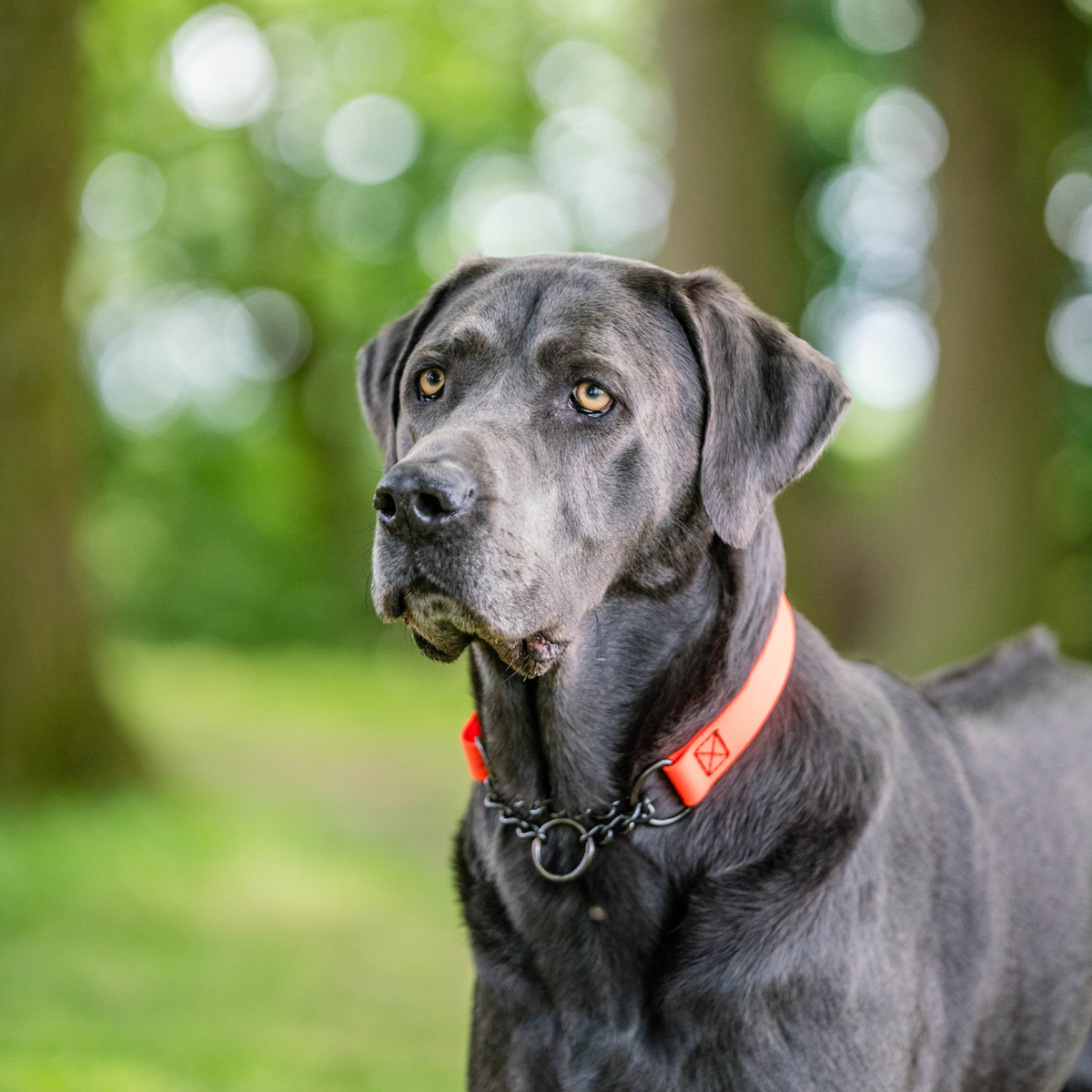 BioThane® Adjustable Martingale Collar 40–65 cm