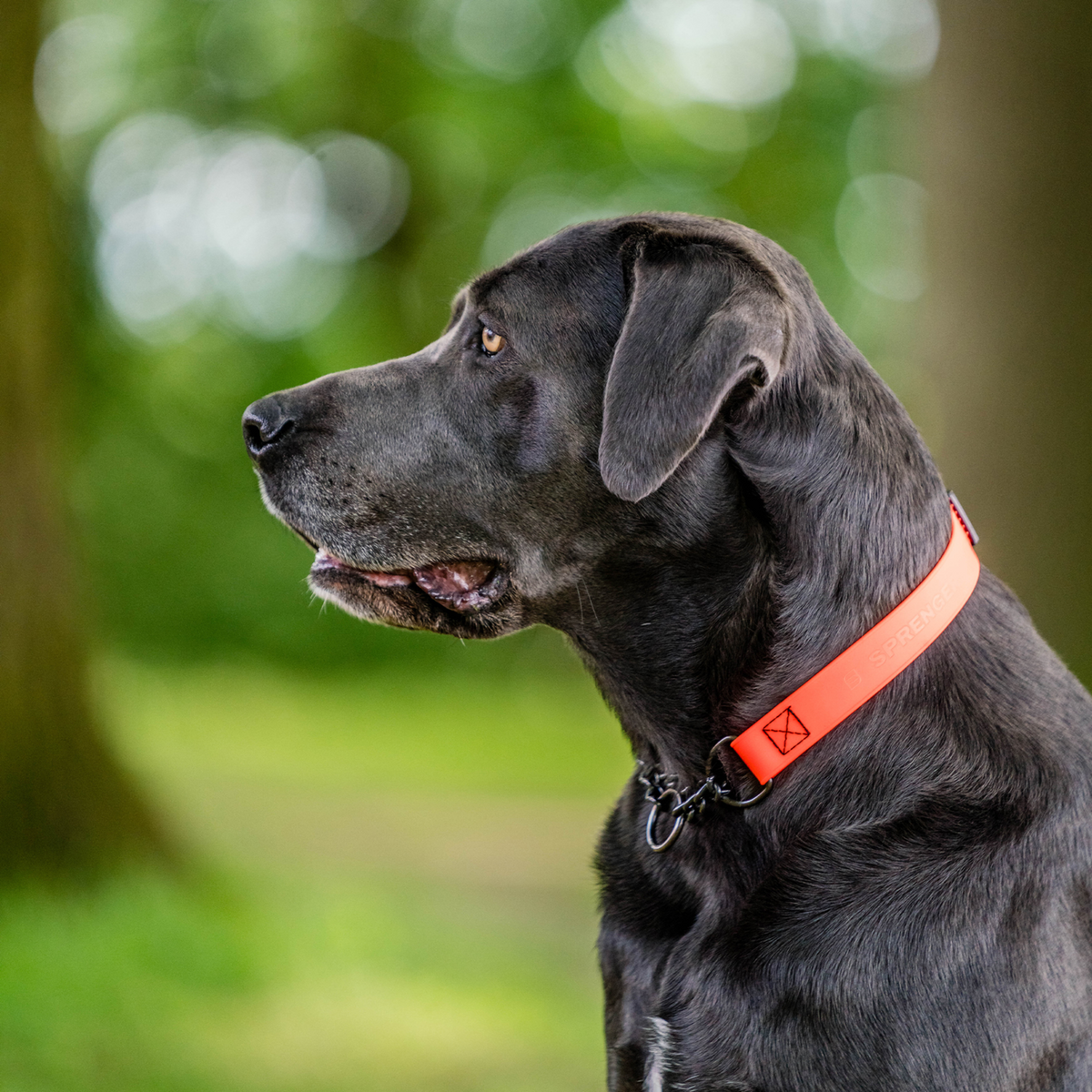 BioThane® Adjustable Martingale Collar 40–65 cm