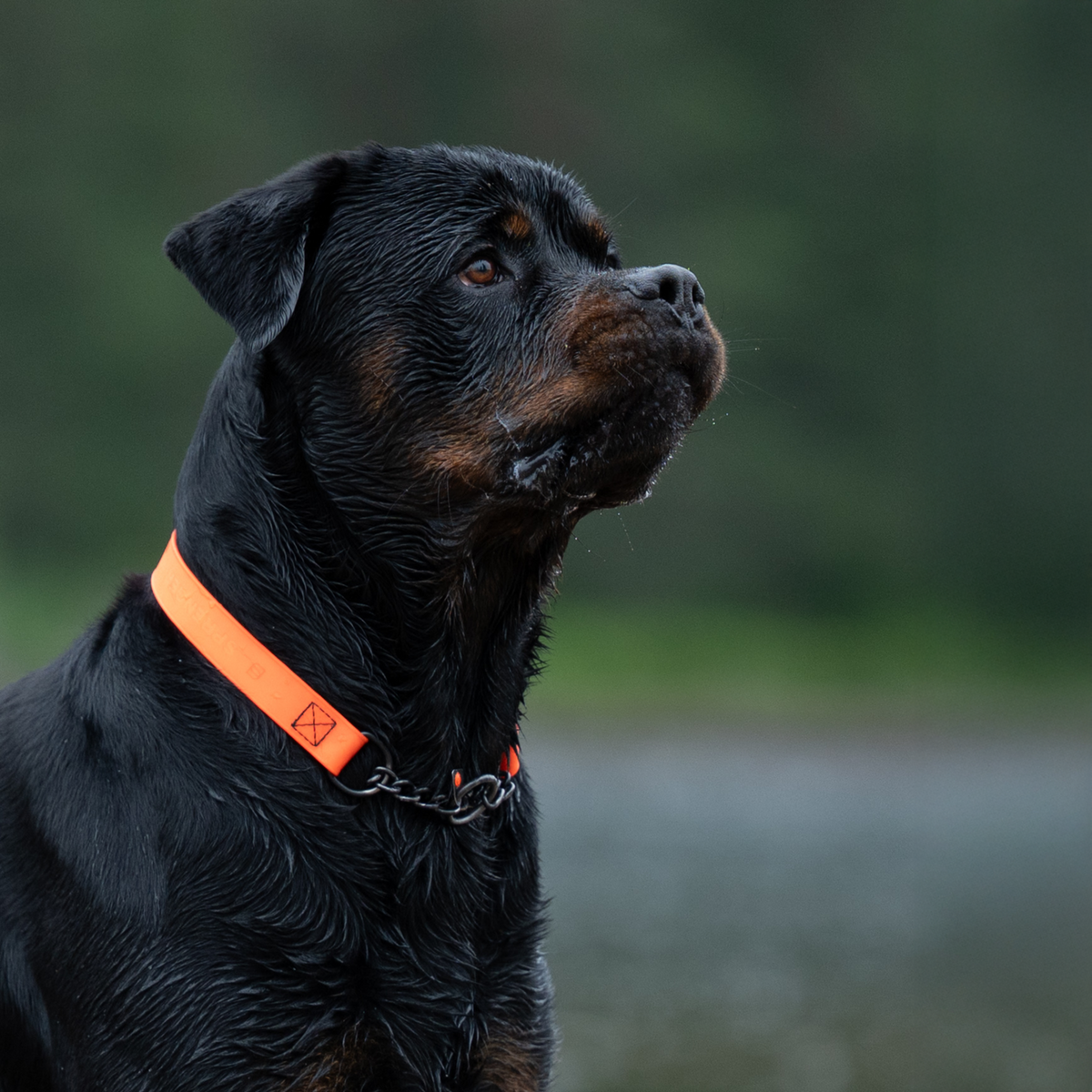 BioThane® Adjustable Martingale Collar 40–65 cm