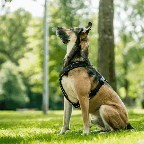 Y-Harness 2.0 kutyahám