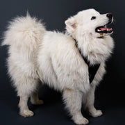 GYPSY Dog Training Harness