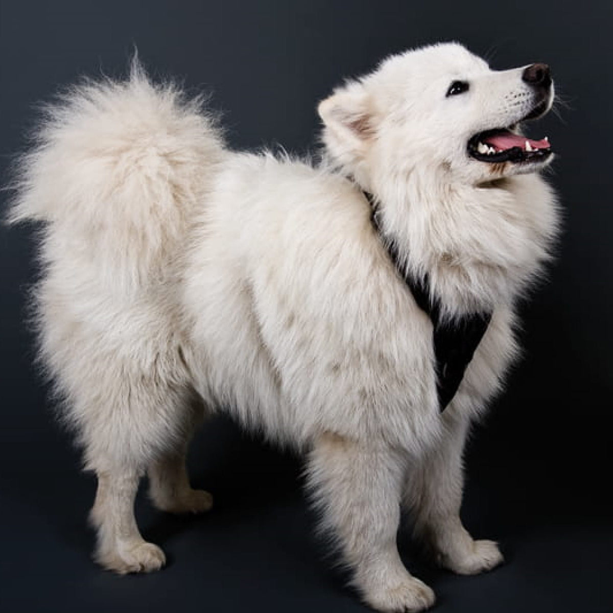 GYPSY Dog Training Harness