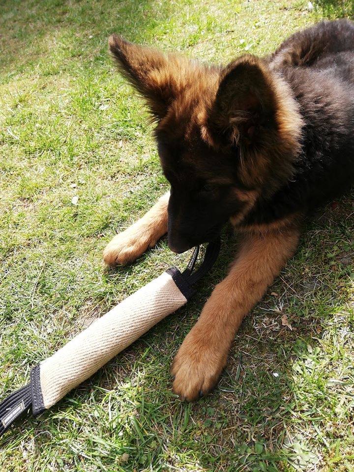 Dingo Gear – Jucărie tug din iută cu două mânere și capete întărite