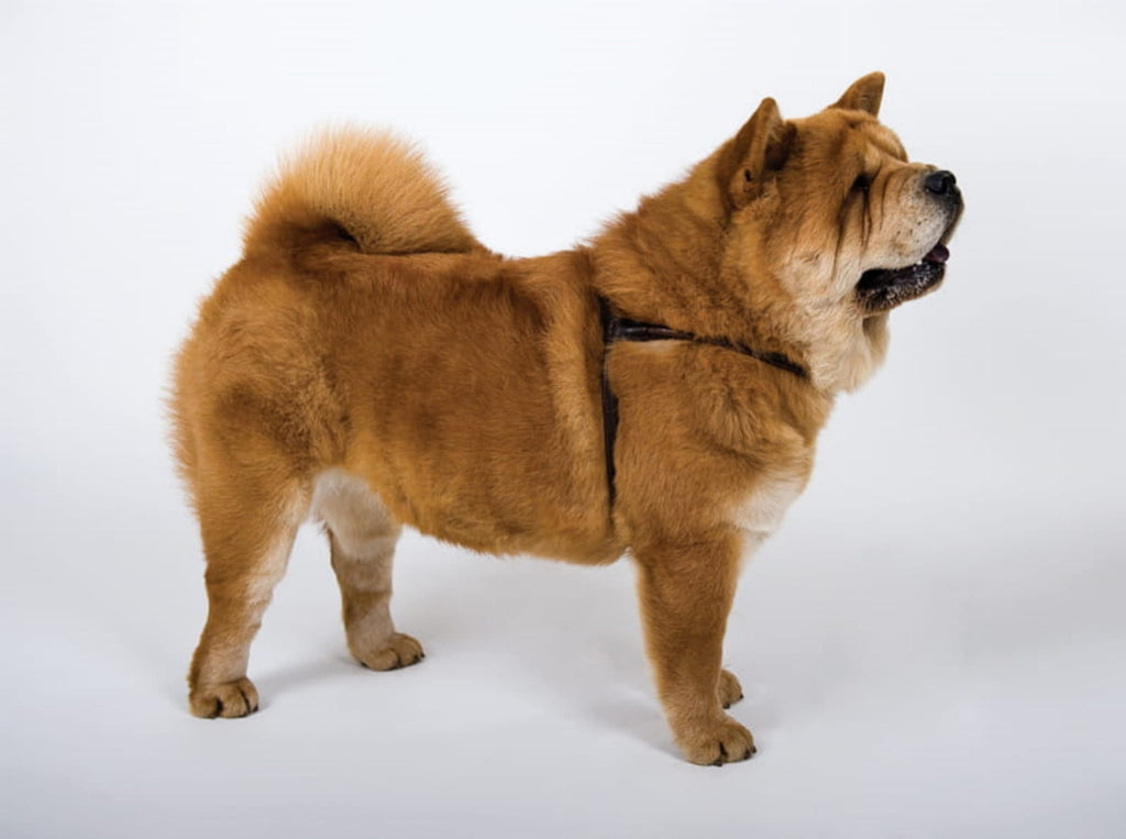 Ham pentru câini Chow Chow