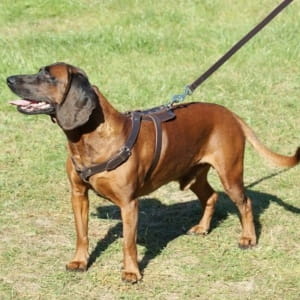 Dog Tracking Harness