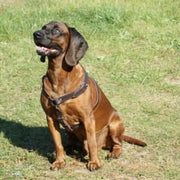 Dog Tracking Harness