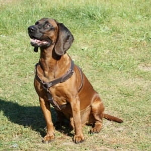 Dog Tracking Harness