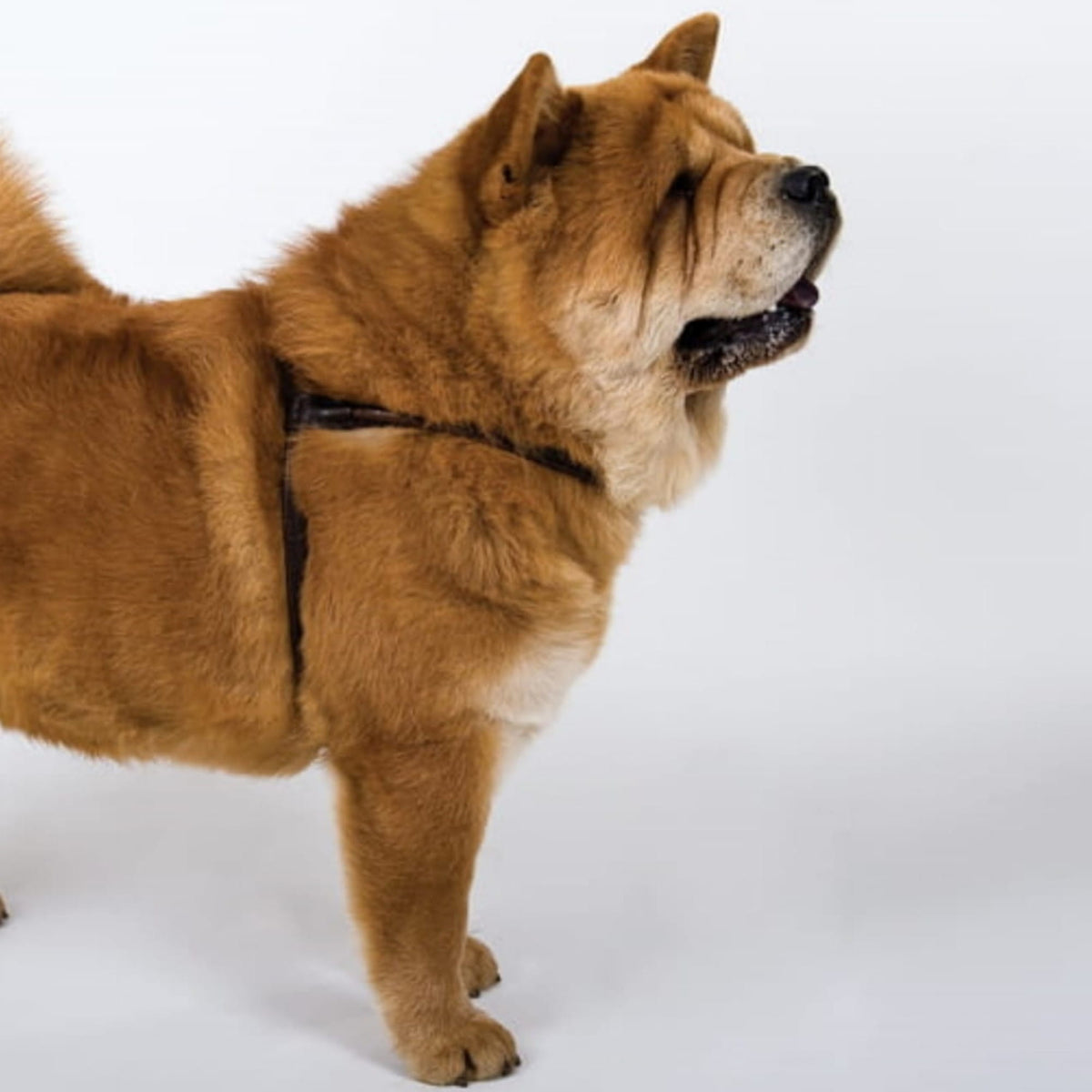 Chow Chow hám kutyáknak