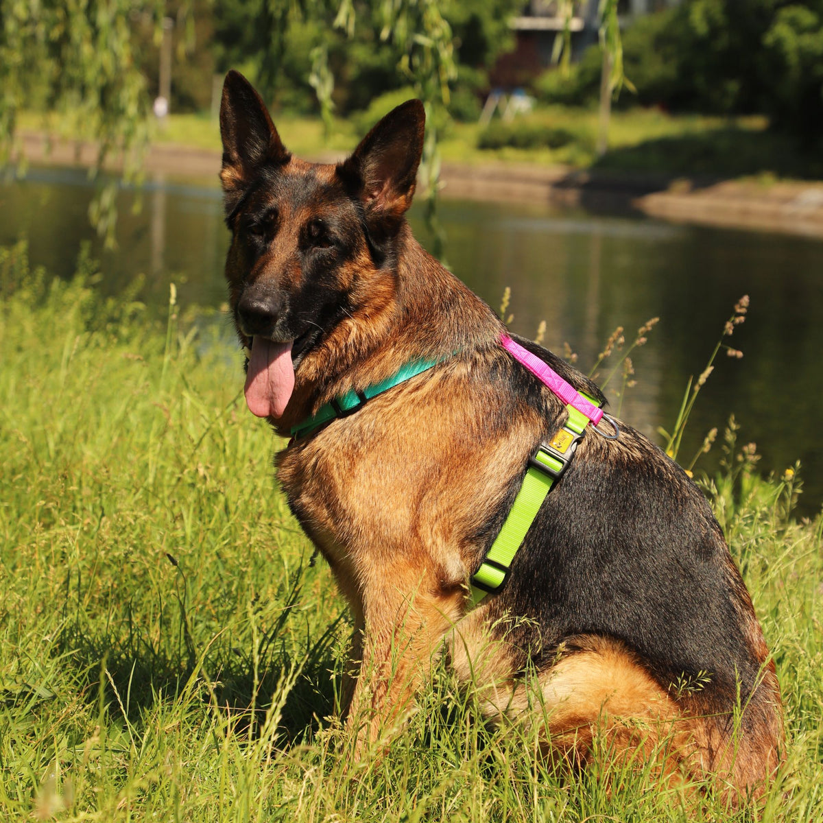 Active GUARD hám