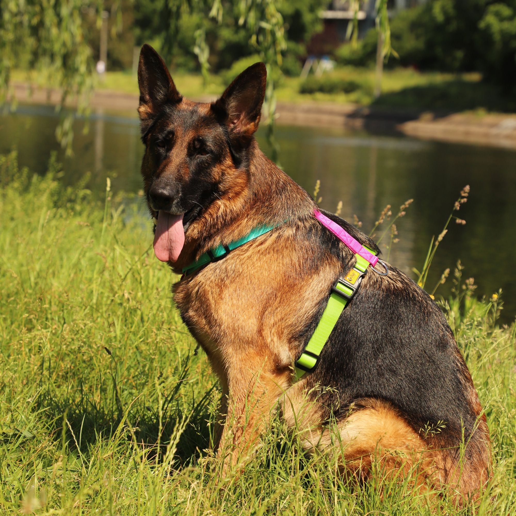 Ham Active GUARD
