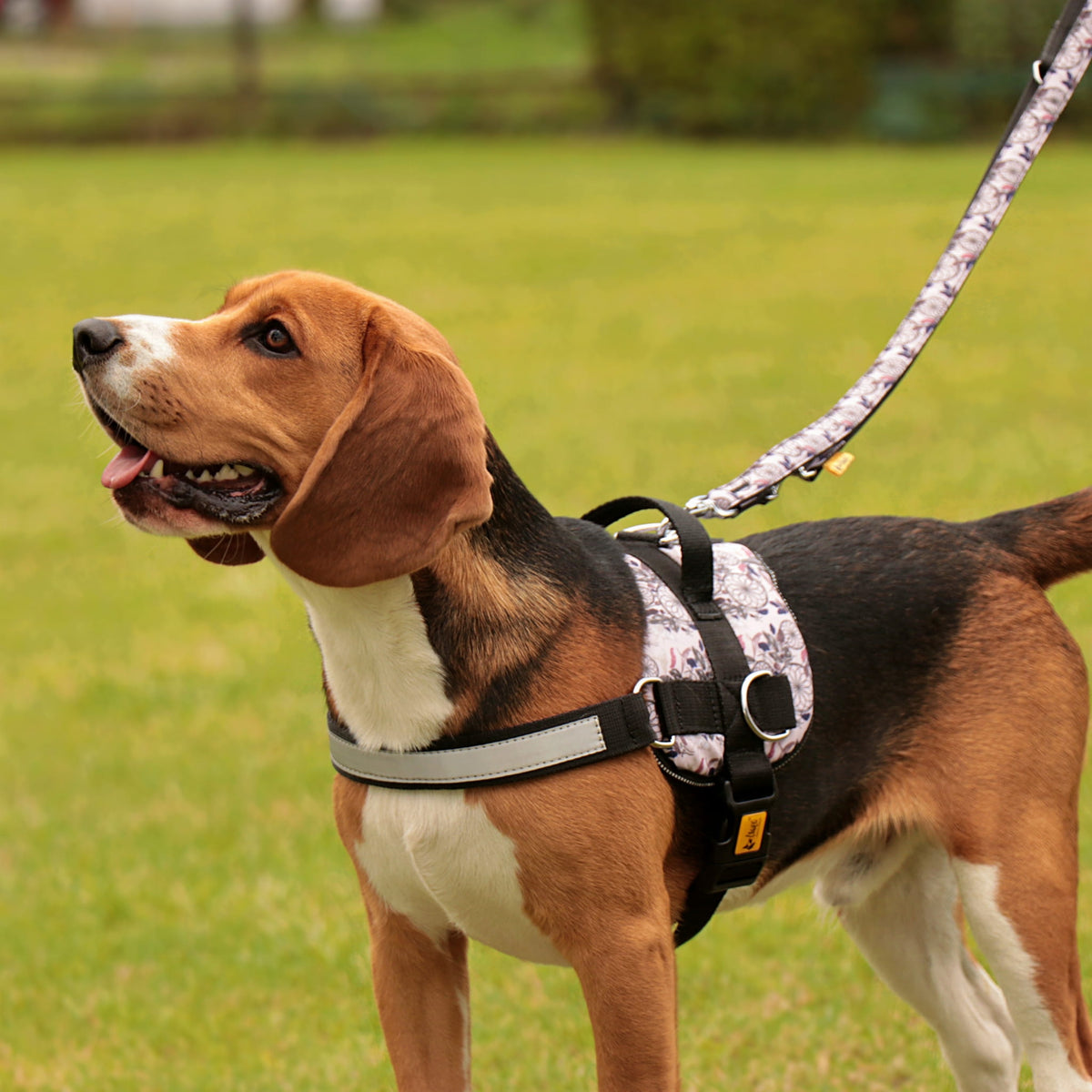 STRONG AMERICA GEORGIA Dog Harness